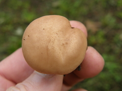 Rhodocybe piperita