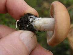 Rhodocybe piperita
