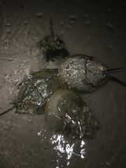 Limulus polyphemus