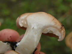 Rhodocybe piperita