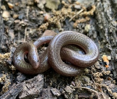 Carphophis amoenus helenae