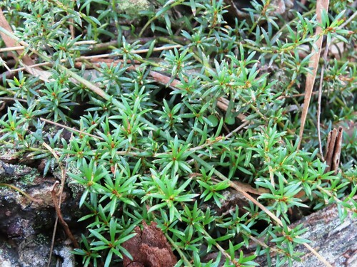 Image of Pultenaea pedunculata by (c) Elspeth Swan, some rights reserved (CC BY)