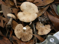 Rhodocybe piperita