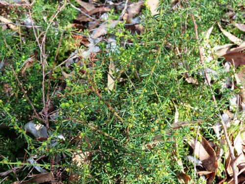 Image of Acacia aculeatissima by (c) Elspeth Swan, some rights reserved (CC BY)
