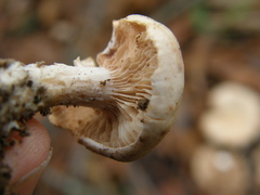 Rhodocybe piperita