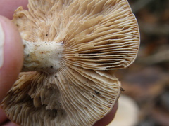 Rhodocybe piperita