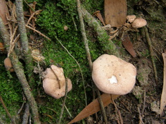 Rhodocybe piperita
