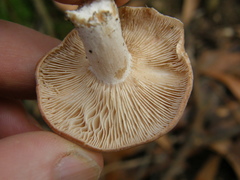 Rhodocybe piperita