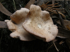 Rhodocybe piperita