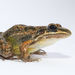 Mexican White-lipped Frog - Photo (c) Brian Gratwicke, some rights reserved (CC BY)