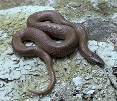 Virginia valeriae elegans