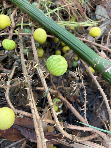 tropical soda-apple