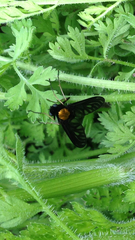 Chrysopilus thoracicus