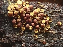 Perichaena corticalis