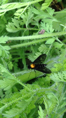 Chrysopilus thoracicus