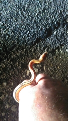 Bogertophis subocularis