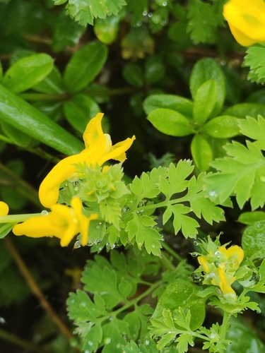 Image of Corydalis speciosa by (c) oonharn, some rights reserved (CC BY)