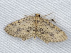 Poecilasthena scoliota