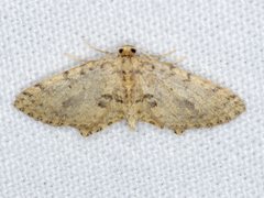 Poecilasthena scoliota