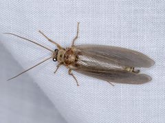 Ithone pallida