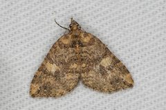 Chrysolarentia pantoea