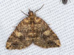 Chrysolarentia pantoea