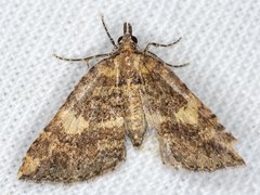 Chrysolarentia pantoea