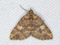 Chrysolarentia pantoea