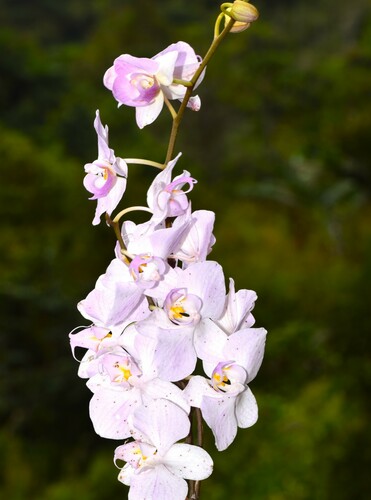 Orquídea-borboleta