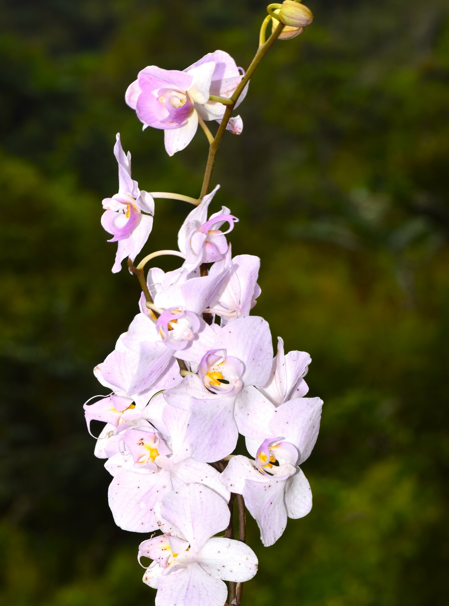 Phalaenopsis sanderiana