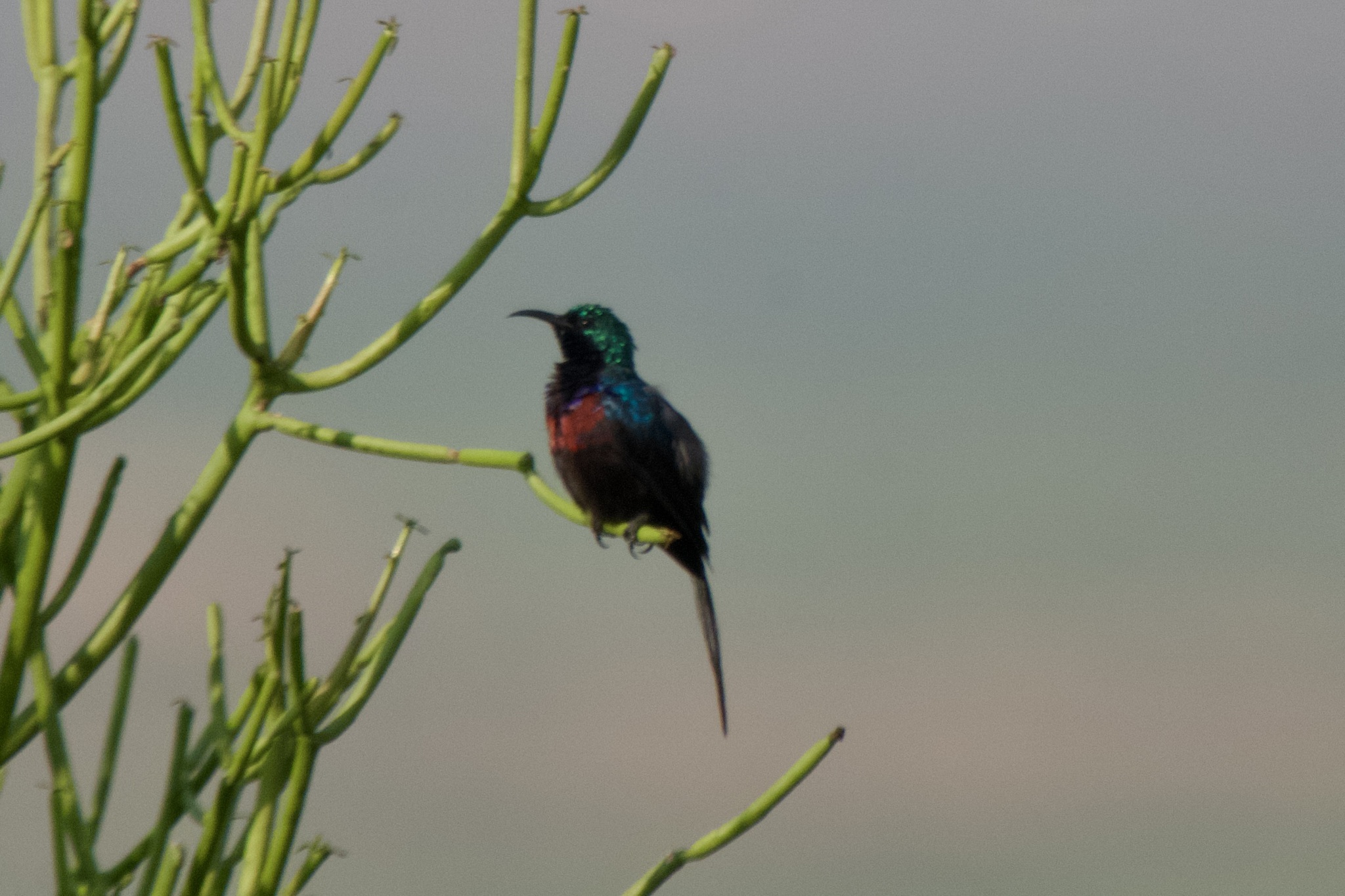 Red-chested Sunbird illustration