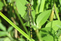 Phanogomphus militaris