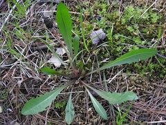 Taraxacum palustre