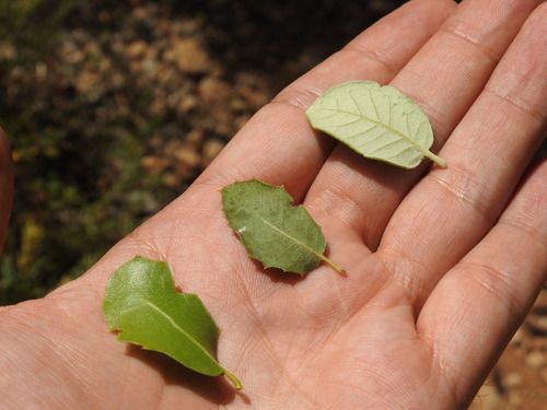 Quercus × eborense