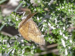 Chrysolarentia cataphaea