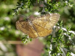 Chrysolarentia cataphaea