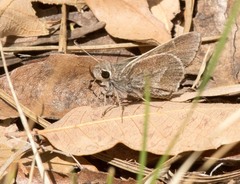 Atrytonopsis pittacus