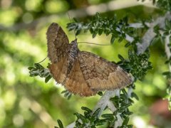 Chrysolarentia cataphaea