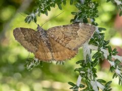 Chrysolarentia cataphaea