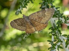 Chrysolarentia cataphaea