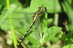 Phanogomphus militaris