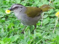 Arremonops conirostris