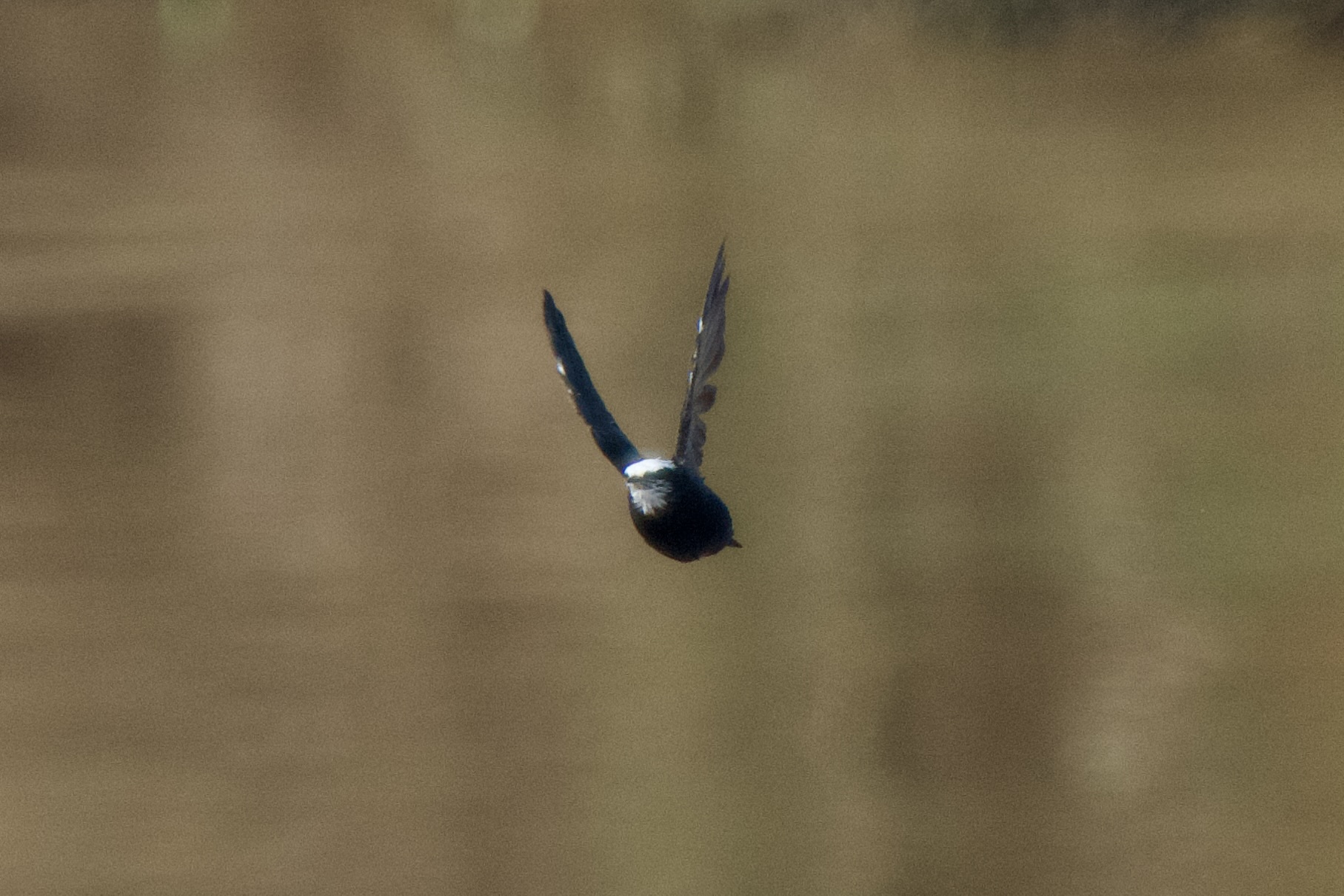 White-headed Saw-wing (Psalidoprocne albiceps), photo 3
