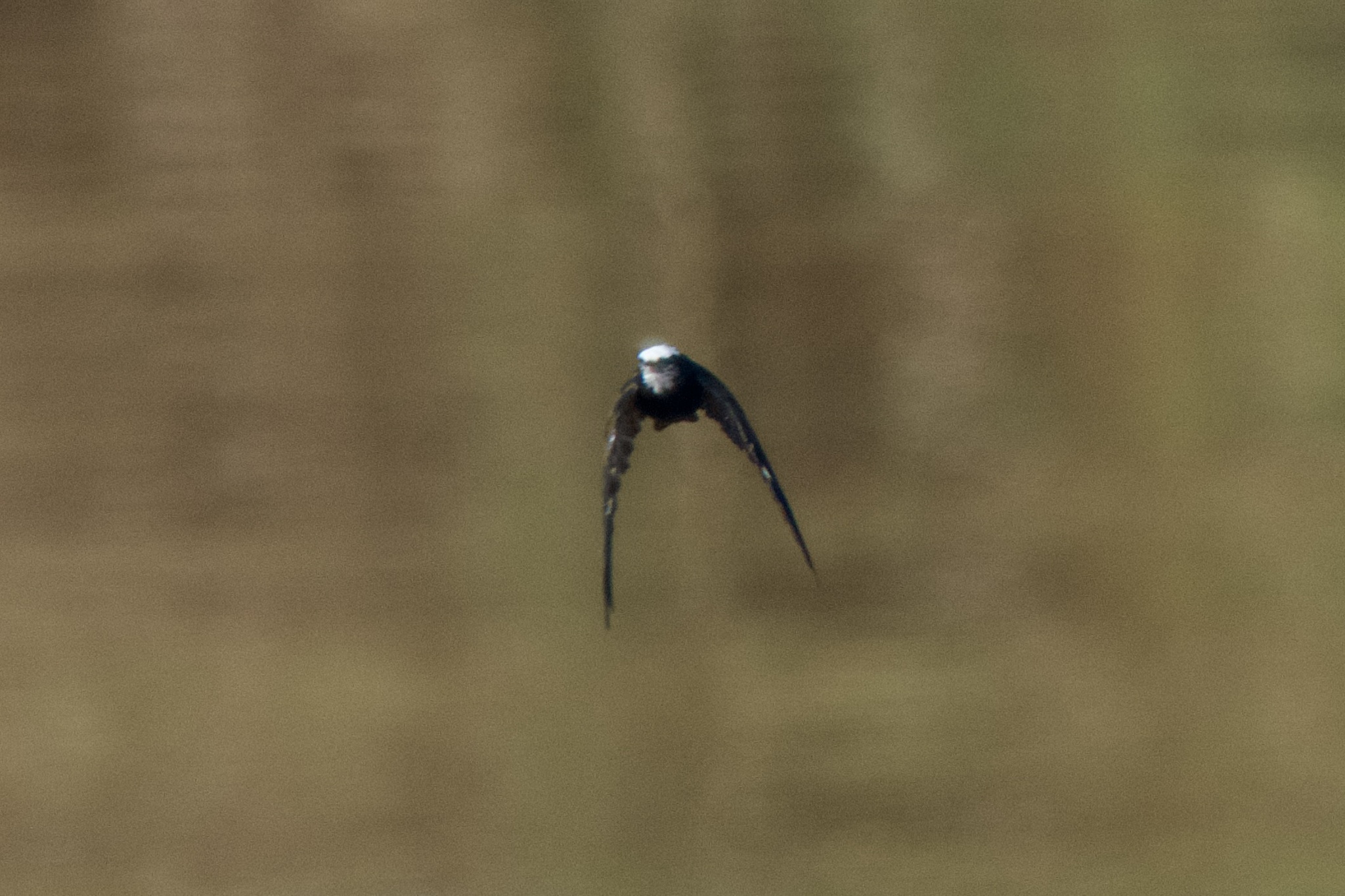 White-headed Saw-wing (Psalidoprocne albiceps), photo 4