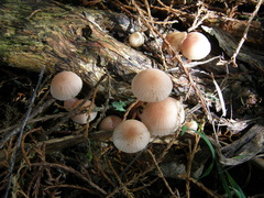 Mycena mariae