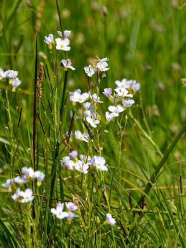 Cardamine pratensis iNat (3)