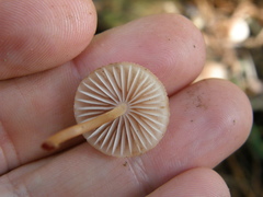 Mycena mariae