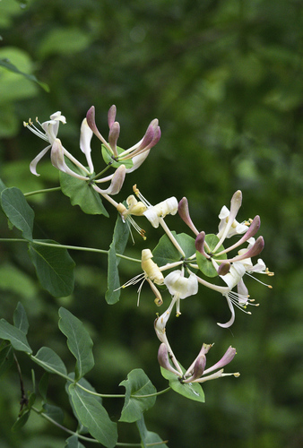Lonicera caprifolium L.