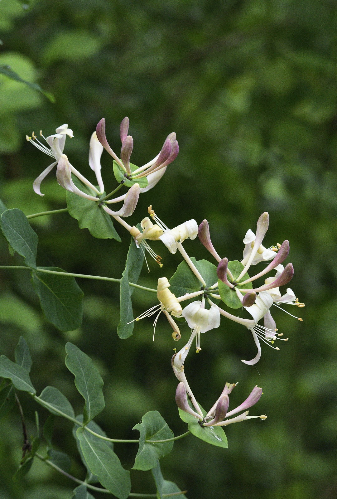 Perfoliate Honeysuckle (Lonicera caprifolium)  iNaturalist