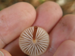 Mycena mariae